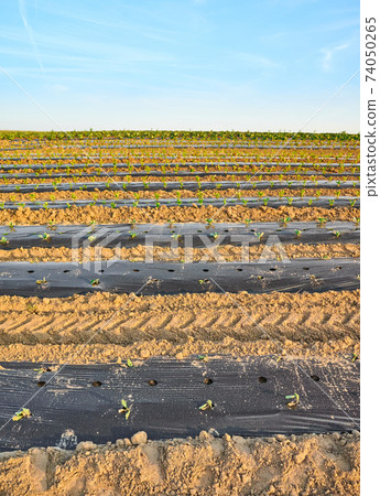 Organic farm field with patches covered with plastic mulch at sunset. Organic farm field with patches covered with plastic mulch at sunset. 74050265