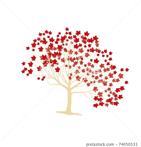 Japanese red maple vector illustration. Autumn... - Stock Illustration ...