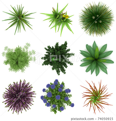 Plants for Landscaping 74050915