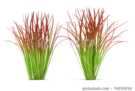 Two Imperata Cylindrica 74050916