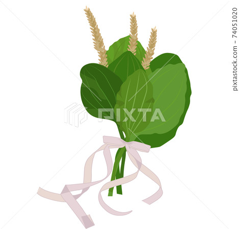 plantain vector stock illustration. Cute bouquet of wild herbs with a bow for a postcard. Medicinal rights from the meadow. Isolated on a white background. 74051020