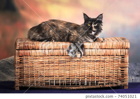 Tortoiseshell cat lies on a wicker chest 74051021