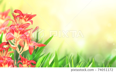Sunny spring background with lily flower on flowerbed 74051172