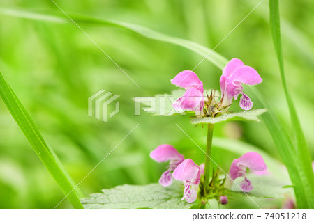 Beautiful spring flower corydalis. Spring primrose tufted (Corydalis) on a background of green spring meadows. 74051218