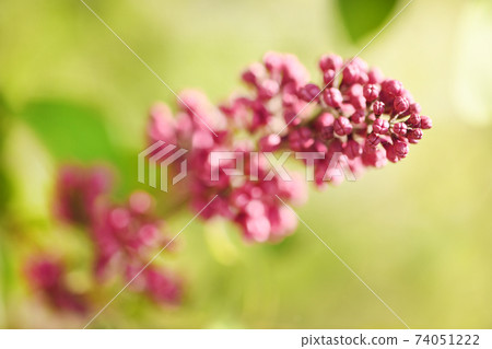 Spring branch of blooming lilac. 74051222
