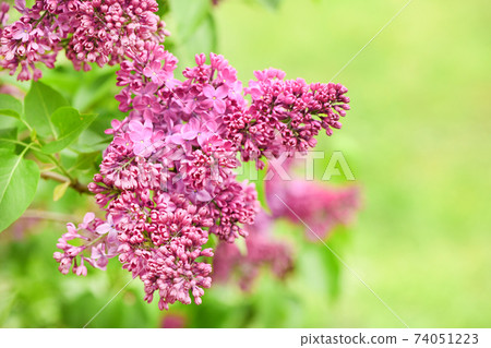 Spring branch of blooming lilac. 74051223