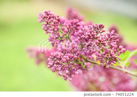 Spring branch of blooming lilac. Spring branch of blooming lilac. 74051224