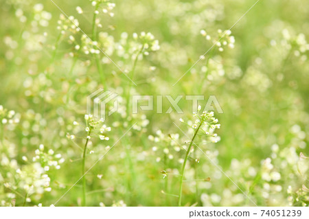 White flowers of shepherd's purse, latin name Capsella bursa-pastoris. White flowers of shepherd's purse, latin name Capsella bursa-pastoris. 74051239