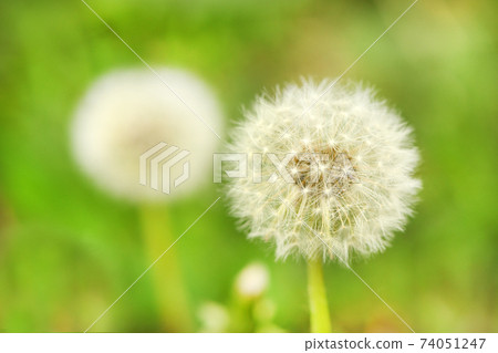 Photo Nature plant fluffy dandelion. Blooming white dandelion flower on the background of plants and grass. 74051247