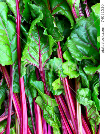 Beet leaf us background. Beet leaf us background. 74051530