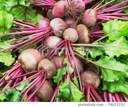 Beet harvest in field. Beetroots with leaf. Beet harvest in field. Beetroots with leaf. 74051531