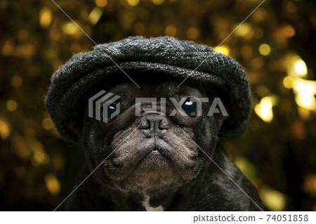 image of dog cap dark background image of dog cap dark background 74051858