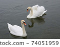 two beautiful swans floating on the lake 74051959