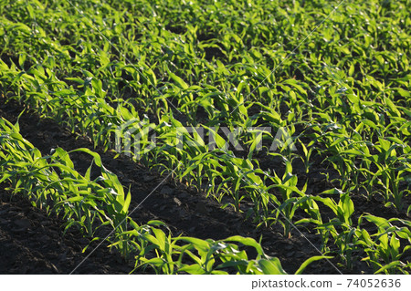 Corn field in spring 74052636