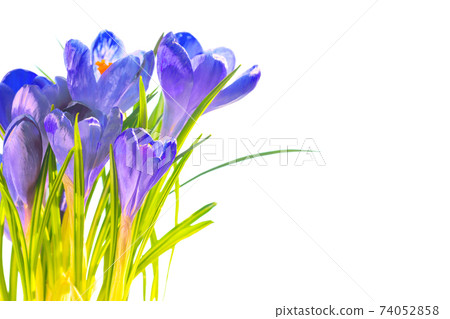 First spring flowers - bouquet of purple crocuses 74052858