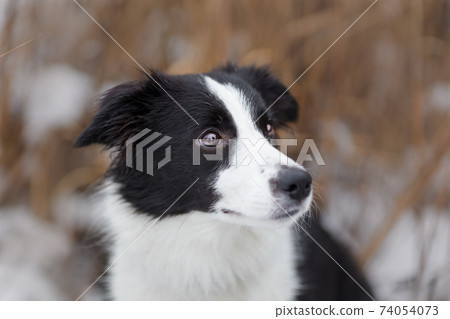 Portrait of young female dog of border collie breed of white and black color at winter nature Portrait of young female dog of border collie breed of white and black color at winter nature 74054073