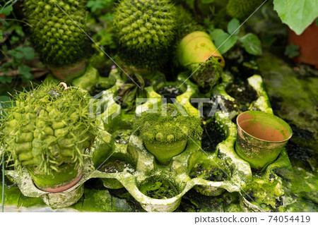 Cacti of different shapes and breeds on the cactus farm. Plants for home and yard decor 74054419