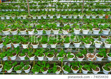 Potted shelves and irrigation system strawberry farm in Malaysia Potted shelves and irrigation system strawberry farm in Malaysia 74054430
