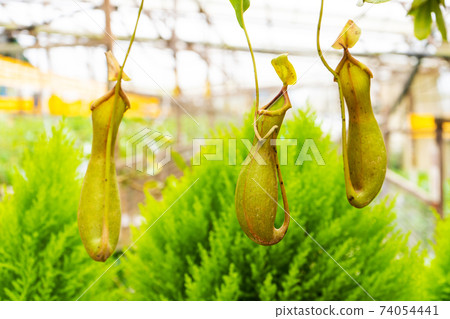 nepenthes smilesii plan in garden close up nepenthes smilesii plan in garden close up 74054441
