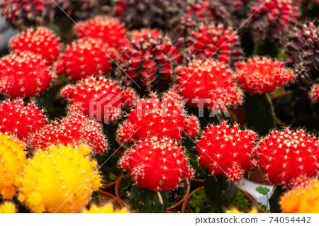 Cacti of different shapes and breeds on the cactus farm. Plants for home and yard decor Cacti of different shapes and breeds on the cactus farm. Plants for home and yard decor 74054442