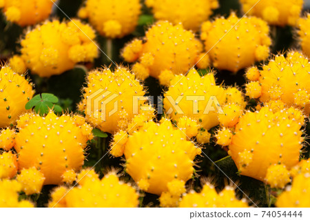 Cacti of different shapes and breeds on the cactus farm. Plants for home and yard decor 74054444