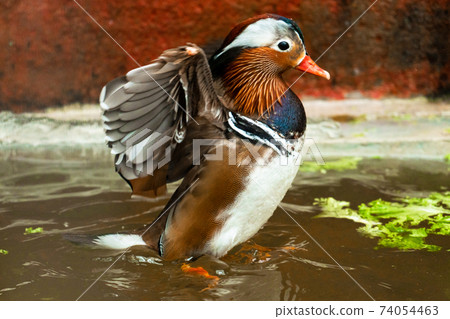 Mandarin duck or Aix galericulata at bird farm 74054463