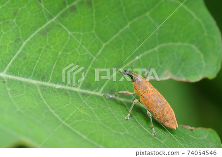 Katsuo Weevil 74054546