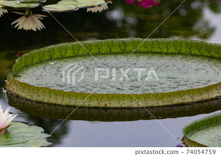 Paraguayan oni bus 74054759