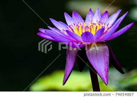 Water lily 74054867