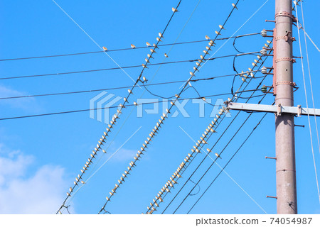 [Russet sparrow] A group of sparrows that stop on an electric wire 74054987