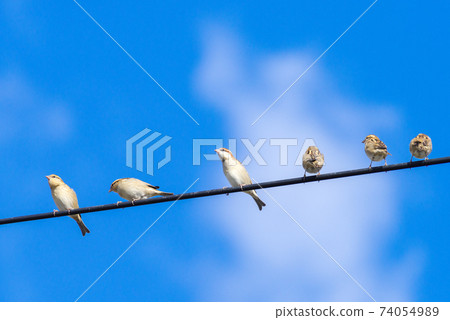[麻雀]一群停在電線上的麻雀 74054989