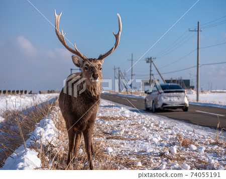 在Noshi半島的Ezoshika 74055191