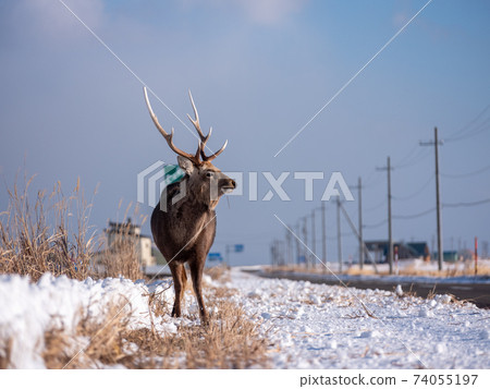 在Noshi半島的Ezoshika 74055197