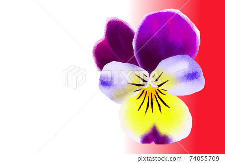 violet 74055709