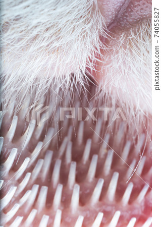 ultra macro close up of a cat's tongue with papillae ultra macro close up of a cat's tongue with papillae 74055827