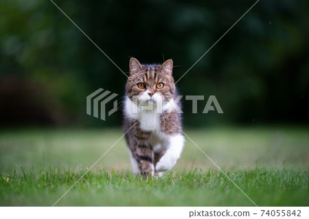cat walking towards camera on lawn 74055842