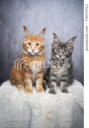 two different colored maine coon kittens two different colored maine coon kittens 74055912