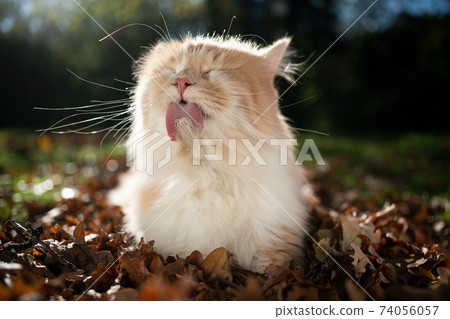 longhair cat grooming fur outdoors longhair cat grooming fur outdoors 74056057