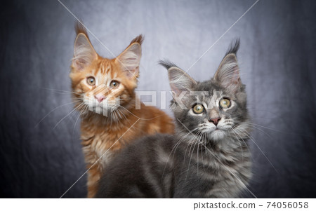 two different colored maine coon kittens two different colored maine coon kittens 74056058