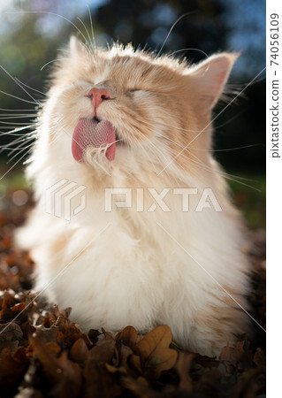 longhair cat grooming fur outdoors longhair cat grooming fur outdoors 74056109
