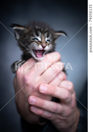 male human hands holding small kitten male human hands holding small kitten 74056135