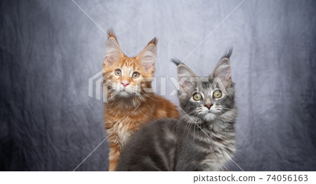 two different colored maine coon kittens two different colored maine coon kittens 74056163