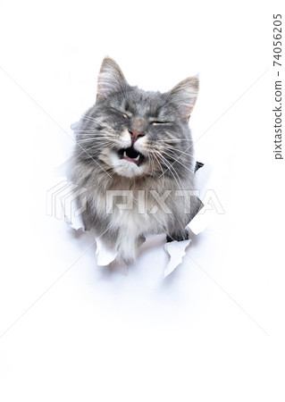 funny cat sticking head through white torn paper meowing with open mouth funny cat sticking head through white torn paper meowing with open mouth 74056205