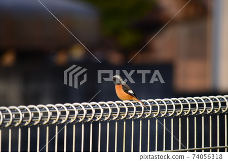 野鳥Jobitaki男 74056318