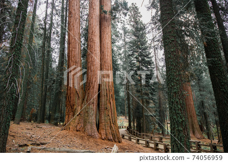Top crowns of giant Sequoia trees taken from below in Sequoia National Park, California 74056959