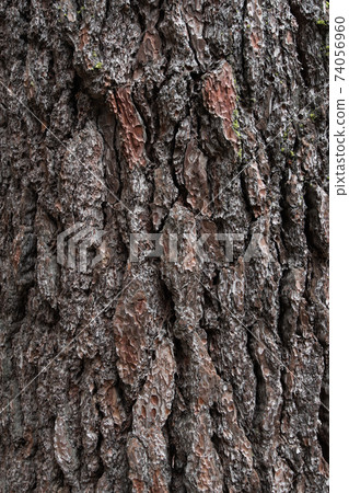 Background texture of tree bark. Old wood dry bark of the tree. 74056960