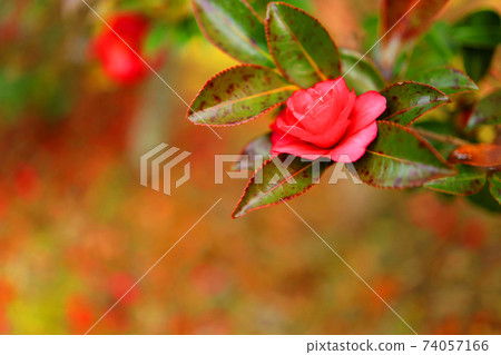 滋賀縣綠色公園，山茶花形象，紅梅花，山茶花，植物[一月] 74057166
