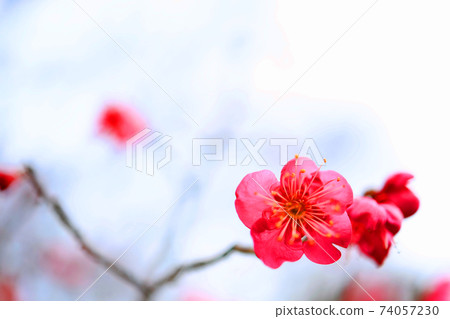 滋賀縣的綠色公園，梅花，紅梅花，梅花，春天的圖像[一月] 74057230