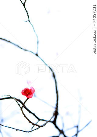 Green park in Shiga prefecture, image of plum blossoms, red plum blossoms, plum blossoms, spring [January] 74057231