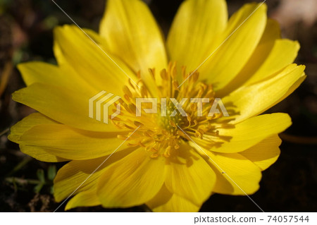 2月府中230阿穆爾山毛(科(毛an科),毛an科,當地森林博物館 2月府中230阿穆爾山毛(科(毛an科),毛an科,當地森林博物館 74057544